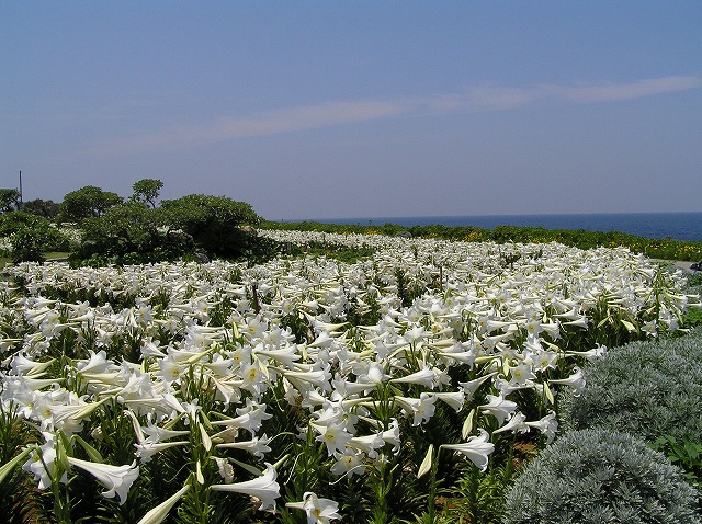 b0138768_113752100.jpg
