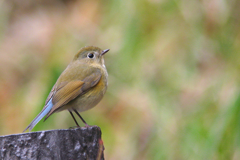 a0035279_8543355.jpg