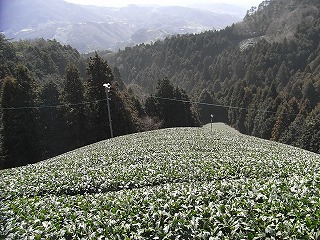 a0118289_8152770.jpg