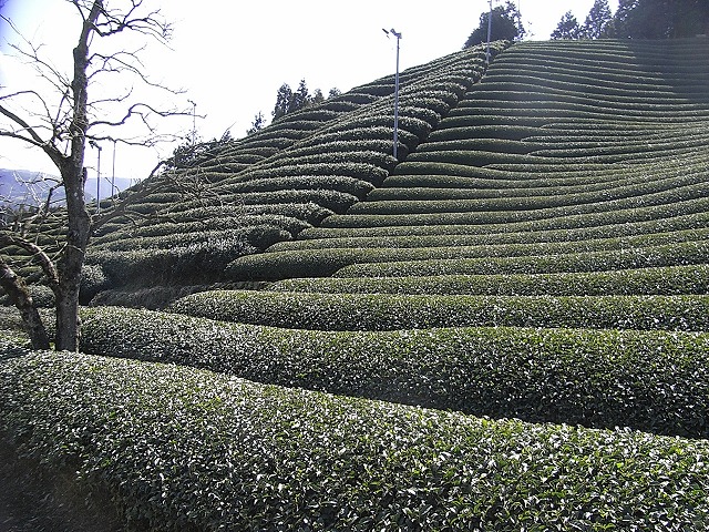 a0118289_820810.jpg