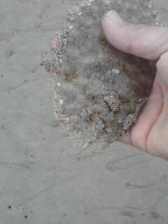 e0071811_2124849.jpg