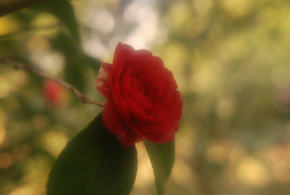 e0116532_22114053.jpg