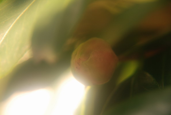 e0116532_22132027.jpg