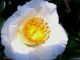 c0056437_14185085.jpg