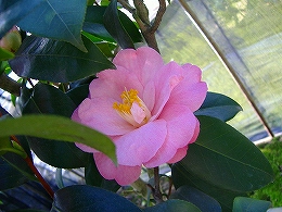 c0056437_14213732.jpg