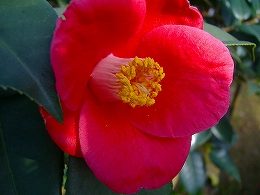 c0056437_14264038.jpg