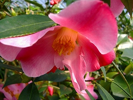 c0056437_1426647.jpg