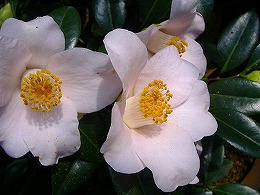 c0056437_142842100.jpg