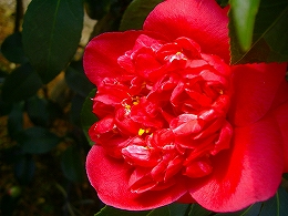 c0056437_1431051.jpg