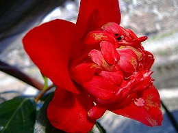 c0056437_1432825.jpg