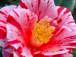 c0056437_1435965.jpg