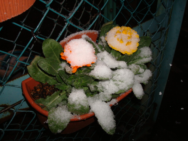 a0048040_17531341.jpg