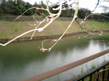 a0085663_1182971.jpg