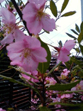 d0065364_0194314.gif