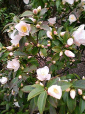 d0065364_0224195.gif