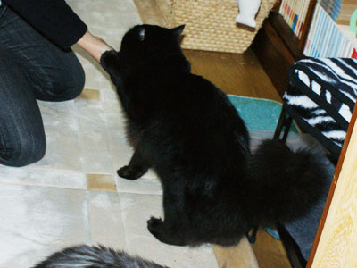 e0019594_923310.jpg