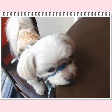 f0148595_23273918.gif