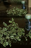 a0117102_17493447.jpg