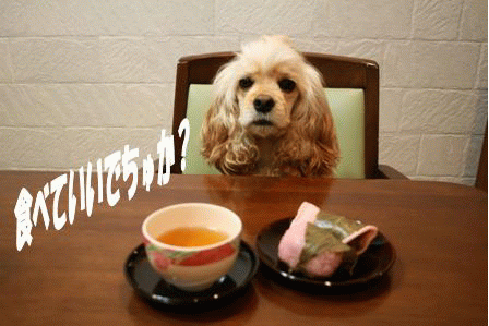 c0128303_1064134.gif