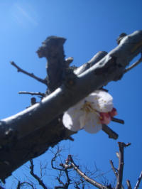 d0064815_10193276.jpg