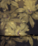 d0048332_21145392.gif