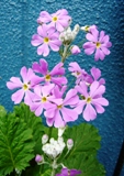 c0122445_18152911.jpg