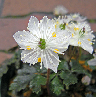 a0001354_19424238.jpg