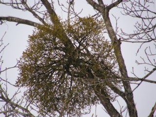 d0134473_10561274.jpg