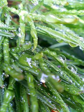 f0054677_975461.jpg
