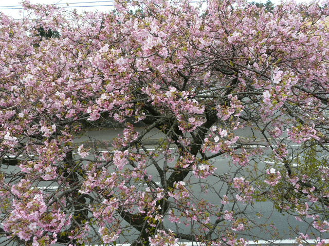 e0145782_18462850.jpg