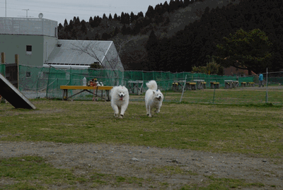 e0018604_10385614.gif