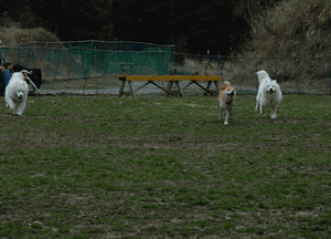 e0018604_10391187.gif