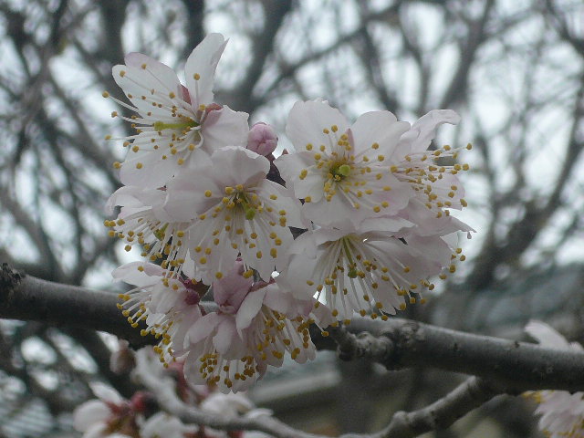 e0026017_141269.jpg
