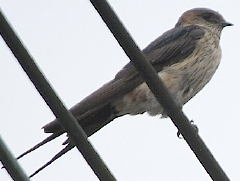 b0029438_0112469.jpg