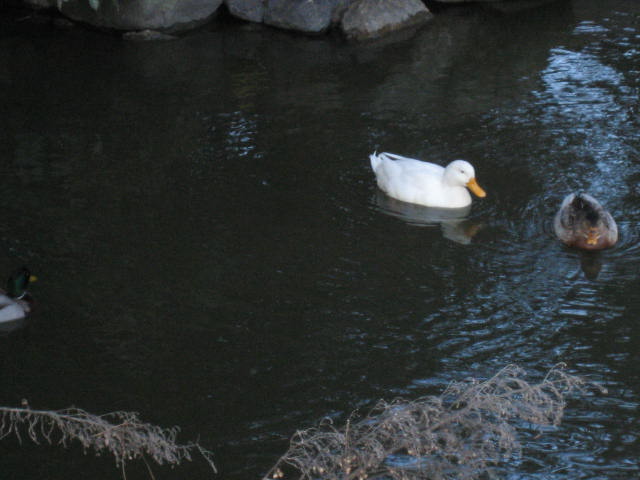 f0181251_16113727.jpg