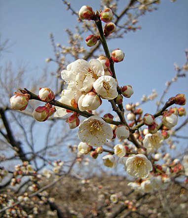 a0001354_2029966.jpg