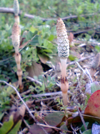 c0190267_0545869.jpg