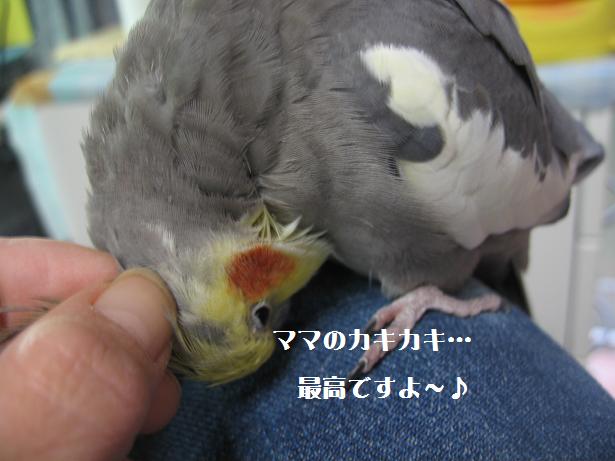 e0027078_22333212.jpg