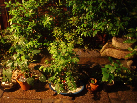 c0187938_1554135.jpg