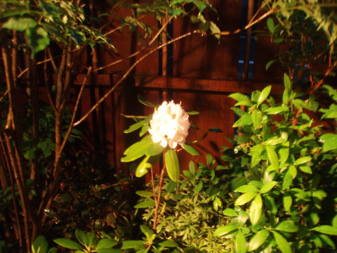 c0187938_157141.jpg