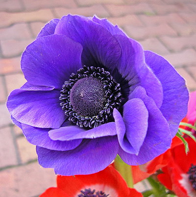 a0001354_21471247.jpg