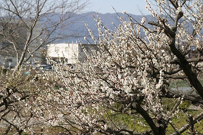 f0106664_812524.jpg