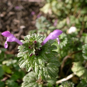 d0128465_1651519.jpg