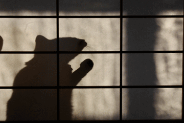 e0156015_0362611.gif