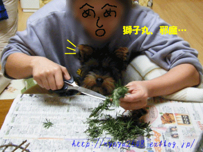 f0008935_426537.gif