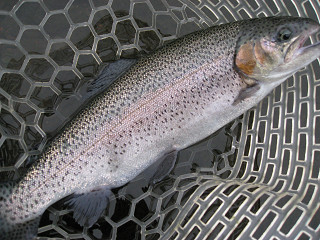 f0065341_083345.jpg