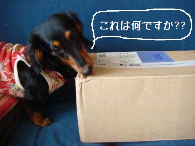 e0169149_1127390.jpg