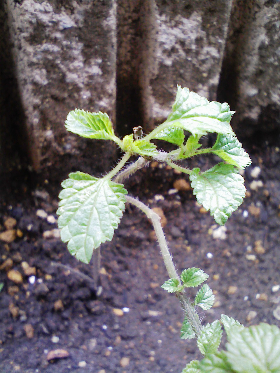 e0063653_123503.jpg