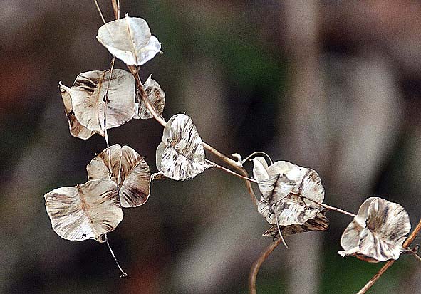 f0198771_1221649.jpg