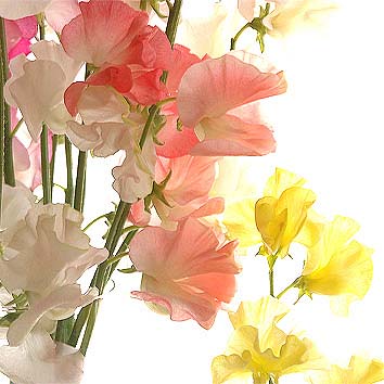 f0198771_1283291.jpg